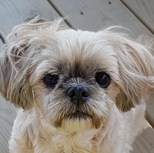 Meet your Posher, Janet